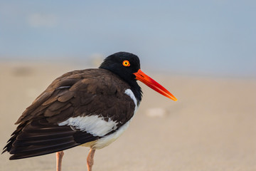American Oystercatcher (Haematopus palliatus) walks along the beach at sunrise in Cape May, NJ