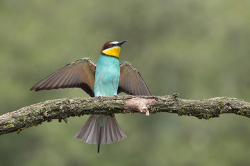 Wonderful landing of European bee eater (Merops apiaster)