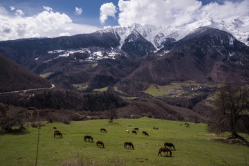 Fototapeta na wymiar svanetian field with cows