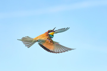 Bee eater in flight (Merops apiaster)
