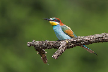 Portrait of a beautiful tropical bird, the bee eater (Merops apiaster)