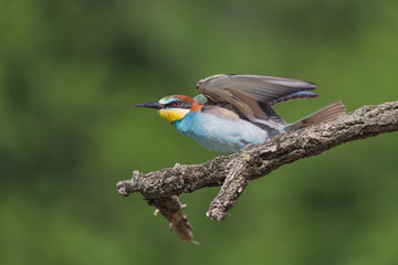 Portrait of a beautiful tropical bird, the bee eater (Merops apiaster)