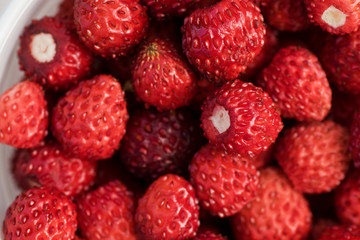 Wild strawberries in close up, shallow depth of field.