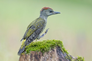 Young of European green woodpecker (Picus virdis)