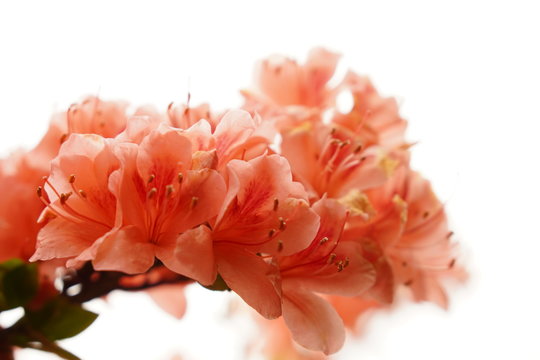 信一 西岡 Photos Images Assets Adobe Stock 信一 西岡 Photos Images Assets Adobe Stock