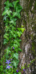Common ivy on the tree. Background. Texture. English ivy 