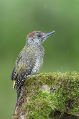 Young of European green woodpecker (Picus virdis)