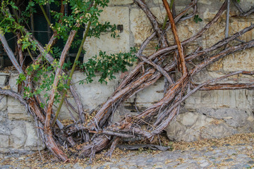 Jasmine Bush Flowering. Background. Jasmine branches along the wall under the window