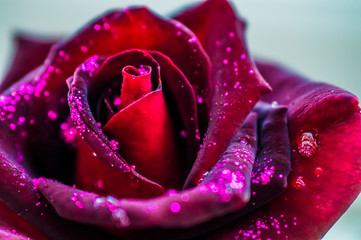  Burgundy rose with dew drops close up