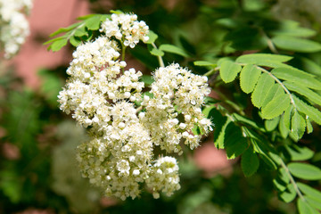 The white flowers of mountain ash on a background of green leaves in the spring on a clear Sunny day. Selective focus. Texture backgrounds for graphic Wallpaper design
