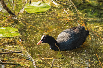 Coot duck on water