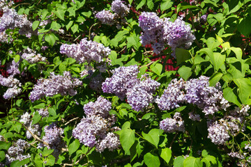 Lilac flowers against green leaves in spring on a clear Sunny day. The nature of the flora of temperate climate. Texture backgrounds for graphic Wallpaper design