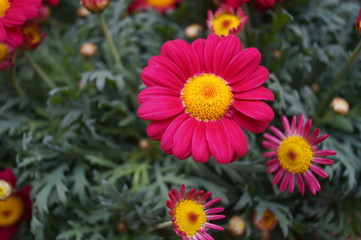 Red daisy Flower