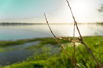 Fototapeta premium cobweb on a branch by the lake