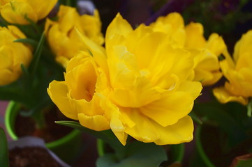 Obraz premium Yellow tulip flowers