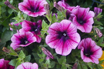 Purple and white surfinia flowers