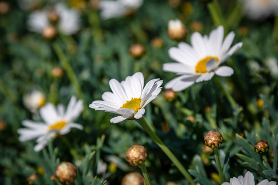 A full frame photograph of daisy flowers, with a shallow depth of field