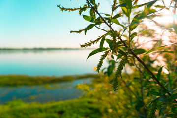 tree branch shore of a marshy lake
