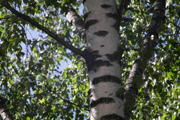 Fototapeta premium Birch