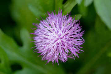 Purple flowers of the Spear Thistle.