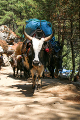 エベレスト街道