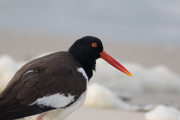 American Oystercatcher (Haematopus palliatus) walks along the beach at sunrise in Cape May, NJ
