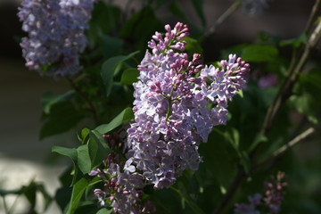 Lilac 5