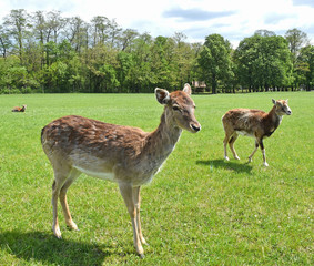 Young deers on the meadow
