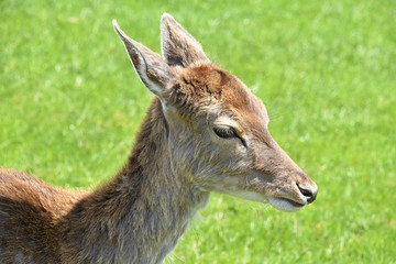Young deer on the meadow