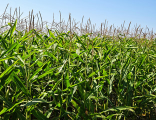 Corn field in summer outdoors
