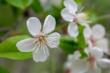 Cherry tree with flowers