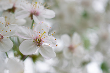 Cherry tree with flowers