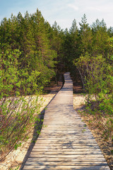 Obraz premium Wooden path leads through the dunes to the forest