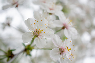 Cherry tree with flowers 2