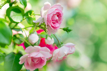 バラ　ローズガーデン　バラ園