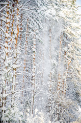 Fototapeta premium dense coniferous forest. a large pine Park. much snow