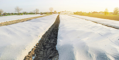 Growing vegetable. Spunbond to protect against frost and keep humidity of vegetables. Small...