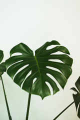 Fototapeta na wymiar leaf home plant, palm leaf, plant on a white background, beautiful background