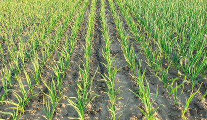 Onion plantation grow in a field on a sunny day. Agriculture Farm Farming. Leek. Selective focus