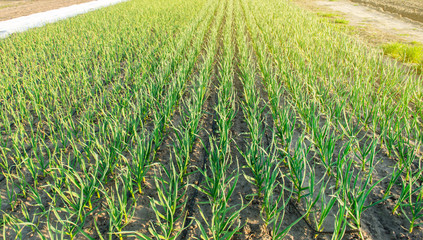 Rows of young leek grow in the field in a sunny day. Farm. Growing organic vegetables. Agriculture. Onion. Selective focus