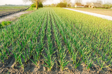 Rows of young leek grow in the field in a sunny day. Farm. Growing organic vegetables. Agriculture. Onion. Selective focus