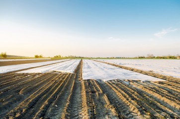 Agricultural landscape. Growing organic vegetables in small greenhouses. Drip irrigation. Spunbond to protect against frost and keep humidity of vegetable. Agricultural grounds. Selective focus