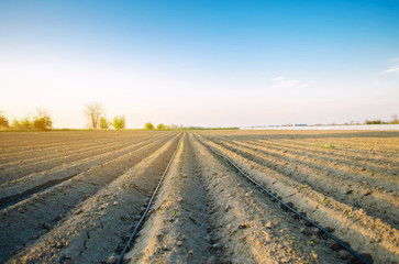 Fototapeta na wymiar Beautiful view of the plowed field on a sunny day. Preparation for planting vegetables. Agriculture. Farmland. Soft selective focus
