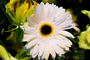 A day when viewing flowers