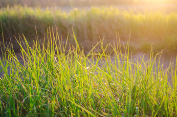 Beautiful green grass in the sunset light. Close-up. Background for design. Nature. Soft selective focus