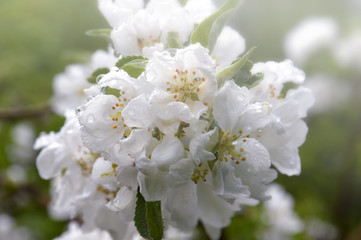 Fototapeta na wymiar White Apple flowers in the morning fog. Branch of a flowering Apple tree after the rain on a green background. Large drops of rain on the petals of flowers. It's spring.