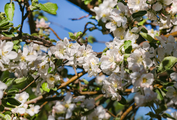 White apple blossom flowers