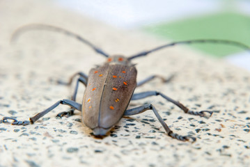 Big bug on a table, close up