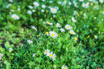 Daisies in the mountains in summer