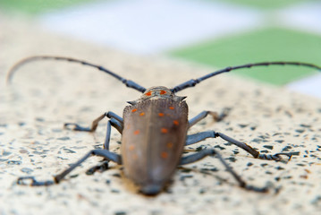 Big bug on a table, close up